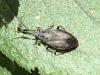 Heterocordylus sp.